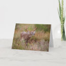 Search for larry ditto cards White tailed deer