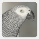 Search for african grey stickers Parrot
