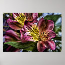 Search for peruvian lily posters Bouquet