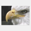 Search for raptor wrapping paper Nature