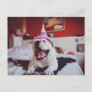 Search for getty postcards Dogs