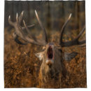 Search for reindeer gifts Wildlife