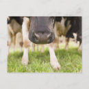 Search for grazing cows postcards Outdoors