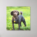 Search for black poodle posters Pet