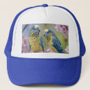 Search for budgie hats Bird
