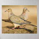 Search for mourning dove Feather