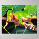 Recherche de grenouille colorée posters Amphibien