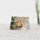 Search for the toad cards Friends