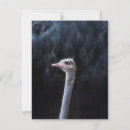 Search for funny face photo cards Animal