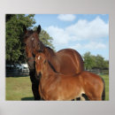 Recherche de poulain jument posters Chevaux