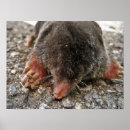 Search for mole posters Cute