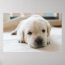Search for dog napping posters Animal