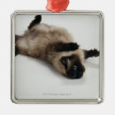 Search for himalayan cat ornaments Animal