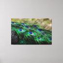 Search for peacock painting canvas prints Feather