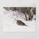 Recherche de colombe de deuil posters Photo d'oiseau