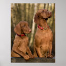 Search for vizsla posters Puppy