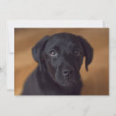 Search for black labrador thank you cards Animal