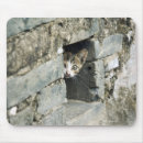 Search for outing mousepads Wildlife