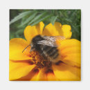 Search for bumblebees magnets Flower