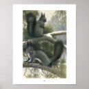 Recherche de écureuil gris posters Écureuils