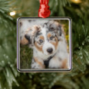 Search for australian shepherd ornaments Puppy