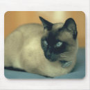 Search for siamese cats mousepads Kitty