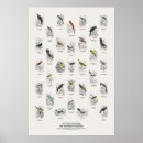 Search for flycatcher posters Wildlife
