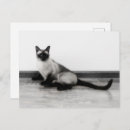 Recherche de chaton mignon cartes postales Noir et blanc