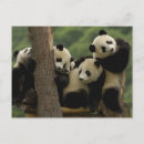Search for giant sympathy cards Ailuropoda melanoleuca