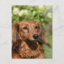 Search for miniature long haired dachshunds postcards Bob and pam langrish