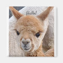Search for alpaca magnets Animal
