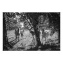 Recherche de colt posters Chevaux