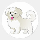 Search for maltipoo stickers Maltese