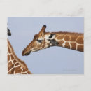 Search for reticulated postcards Wildlife