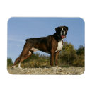 Recherche de exposition l magnets Chien