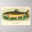 Recherche de poissons vintages posters Truite