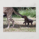 Search for cat tail postcards Kitten