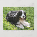Search for springer postcards English springer spaniel