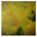 Search for daffodil tiles Yellow