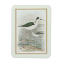 Search for florida magnets Swamp