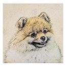 Recherche de pomeranian posters Zwergspitz