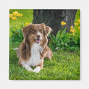 Recherche de chien berger australien magnets Dog
