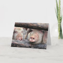 Search for funny pig birthday cards Pigs