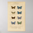 Recherche de entomology posters Butterfly
