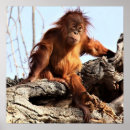 Recherche de monkey posters Orangutan