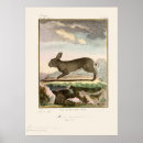 Recherche de vintage rabbit posters Antique