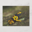 Recherche de dendrobates posters Extérieur