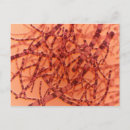 Search for microscope postcards Microscopic