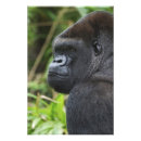 Search for silverback gorilla posters Male