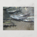 Recherche de petits poissons cartes postales Animal